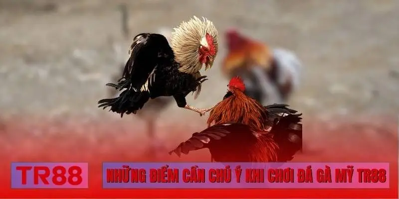 Những điểm cần chú ý khi chơi đá gà Mỹ TR88